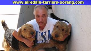 Large Airedale Terrier Breeder Airedaleterriers [upl. by Dlared970]