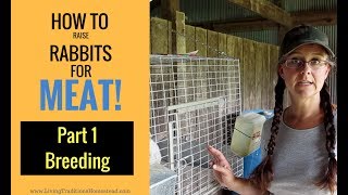 How to Raise Rabbits for Meat Part 1 Breeding [upl. by Symons]