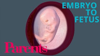 Embryo to Fetus Weeks 912 of Pregnancy  Parents [upl. by Deonne]