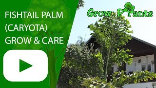 Fishtail palm  grow and care Caryota [upl. by Fries250]