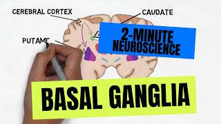 2Minute Neuroscience Basal Ganglia [upl. by Ludlew80]