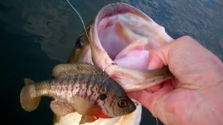 Bass Fishing with Bluegills The Ultimate Bluegill by Mattlures [upl. by Osugi]