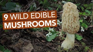 9 Wild Edible Mushrooms You Can Forage This Spring [upl. by Conners]