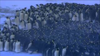 Emperor Penguins Huddle for Warmth  Nature on PBS [upl. by Drais411]