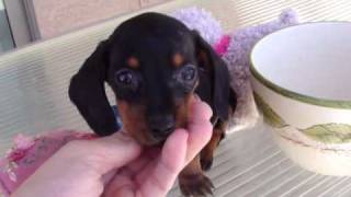 TINY MICRO TEACUP POCKET MINIATURE DASCHUND PUPPY quotANDYquot [upl. by Aisital791]