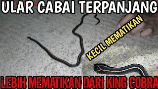 ULAR KECIL INI LEBIH MEMATIKAN DARI KING COBRA SEKALIPUN ULAR CABAI TERPANJANG ularcabai [upl. by Brendan612]