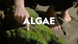 Definitions in the Field Algae [upl. by Ornie846]