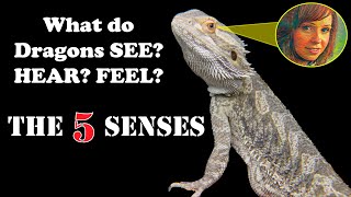 5 Senses of a Bearded Dragon amp 30K GIVEAWAY [upl. by Jamieson]