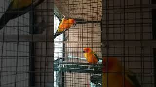 Sun conure sounds 2 [upl. by Holland937]