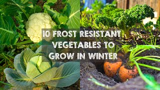 10 Frost Resistant Vegetables to Grow in Winter [upl. by Kecaj]