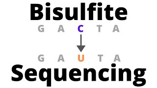 Bisulfite Sequencing  detect DNA Methylation [upl. by Treva]