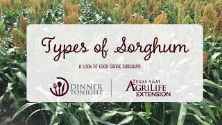 Types of Sorghum  A Look at Food Grade Sorghum [upl. by Artep]