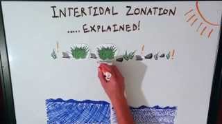 Intertidal Zonation Explained [upl. by Jedidiah]