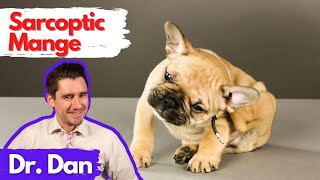 Sarcoptic Mange Scabies in the dog Dr Dan explains [upl. by Hareehahs198]