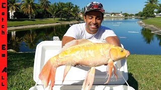 CATCHING RARE BUTTERFLY KOI FISH in LAKE [upl. by Adne]