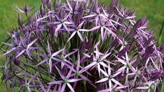 Awesome Allium  Garden Collection [upl. by Aihsenet388]