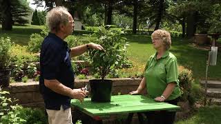 Pruning Shrubs  Viburnum  Prairie Yard amp Garden [upl. by Kirtley731]