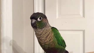 Green Cheek Conure Making Noises [upl. by Jamilla766]