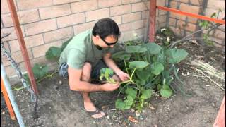 How to Plant Pumpkin Seeds with California Gardener [upl. by Savart]