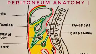 Peritoneum anatomy  med tutorials [upl. by Wyn]