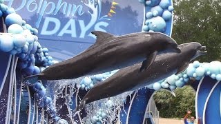 Dolphin Days Full Show  SeaWorld Orlando  May 19 2017 [upl. by Ellehcen]