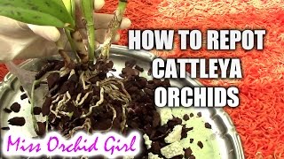 How to repot a Cattleya orchid [upl. by Attenol417]