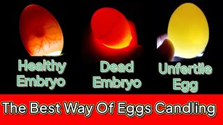 Egg candling  Egg candling from day 1 to 21  Candling chicken eggs  How to check egg is fertile [upl. by Gemoets]