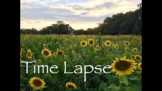 Sunflower Time Lapse  Field of Blooms [upl. by Derry]