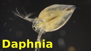 Daphnia [upl. by Mcallister]