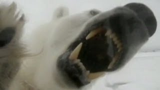 Polar Bear Attack Video 2013 Maine Lawyer Attacked by Polar Bear [upl. by Lynnworth]