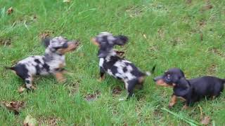 Mini Dachshund Puppies For Sale [upl. by Koslo]