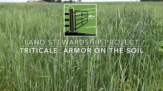 Triticale as Soil Armor amp Cattle Feed with Robb Miller [upl. by Novanod]