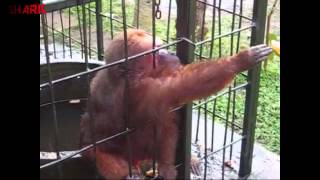 Ghetto Monkey Eating Bananas Funny Voiceover [upl. by Miltie912]