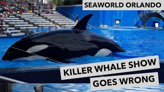 Seaworld Killer Whale Show Goes Wrong [upl. by Sigrid508]