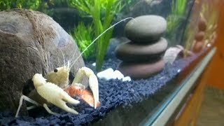 How to take care of Crayfish  General Care and Feeding  Tips [upl. by Caz875]