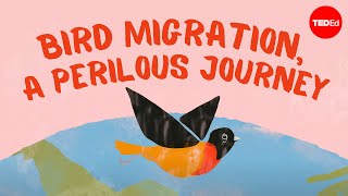 Bird migration a perilous journey  Alyssa Klavans [upl. by Bernardina558]