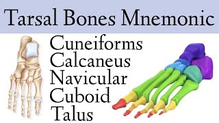 Foot amp Ankle Bone Anatomy Mnemonic Tarsal Bone Names [upl. by Akeimahs507]