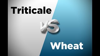 Triticale vs Wheat [upl. by Silvio]