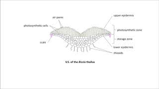 Riccia morphology and anatomy [upl. by Aisilef119]