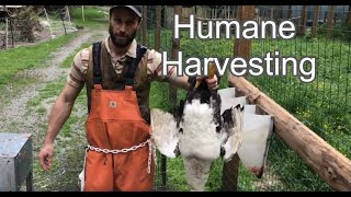 How to Pluck A Muscovy Duck  Humane Harvesting Guide [upl. by Corbin143]