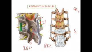 Ligamentum flavum VERTEBRAL COLUMN [upl. by Fletcher]