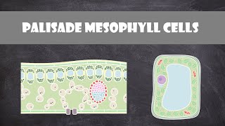 Palisade Mesophyll Cells  Cell Biology [upl. by Florentia430]