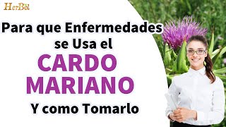 CARDO MARIANO  Para que Sirve Como y Cuando Tomarlo Beneficios para la Salud │Naturismo Herbol [upl. by On]