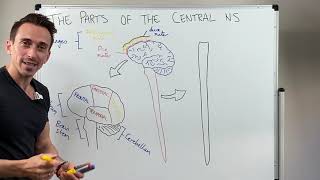 Overview of the Central Nervous System CNS [upl. by Rodger217]