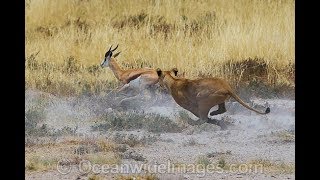 Lion Hunt Gazelle  Animal Kingdom  Lion Attack  Wild Life [upl. by Ainafetse]