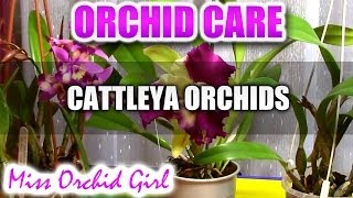 Orchid Care  How to care for Cattleya Orchids  watering fertilizing reblooming [upl. by Mclaurin]