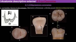 Anatomie générale descriptive des dents humaines [upl. by Ramo]