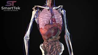 Full Virtual 3D Human Body Anatomy [upl. by Joann]