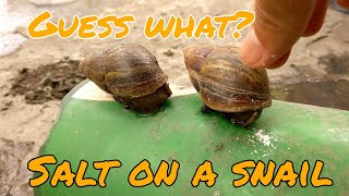 What Happens Salt on a Snail [upl. by Trelu464]