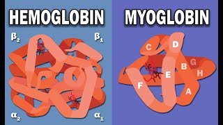 HEMOGLOBIN AND MYOGLOBIN BIOCHEMISTRY [upl. by Danuloff970]